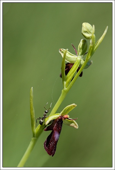 Ophrys mouche.jpg