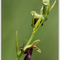 Ophrys mouche.jpg