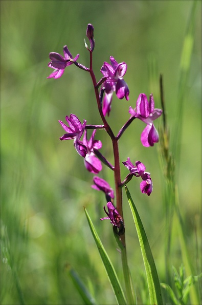 orchis laxiflora.JPG
