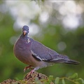  Pigeon ramier