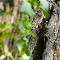 Grimpereau des bois