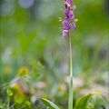 Orchis de Spitzel (Orchis spitzelii)