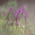  Anacamptis champagneuxii