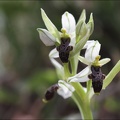 Ophrys filippi