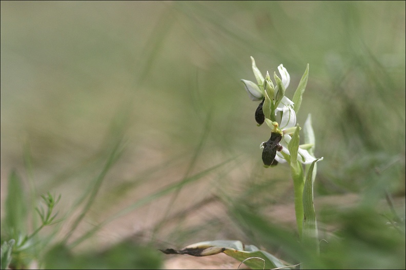 Ophrys filippi_08-05-14_015.jpg