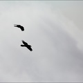 Grands corbeaux