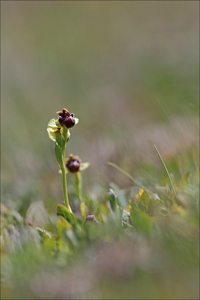 Ophrys bombyliflora_13-04-17_001.jpg