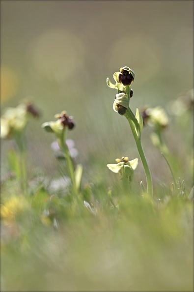 Ophrys bombyliflora_13-04-17_011.jpg