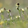 Ophrys bombyliflora 13-04-17 011