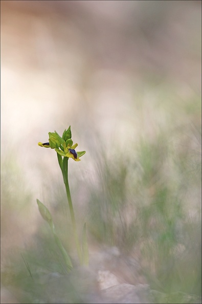 Ophrys lutea_12-04-17_001.jpg
