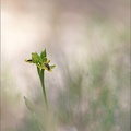 Ophrys lutea 12-04-17 001