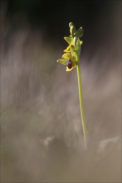 Ophrys lutea_12-04-17_018.jpg