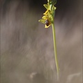 Ophrys lutea_12-04-17_018.jpg