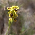 Ophrys lutea_13-04-17_028.jpg