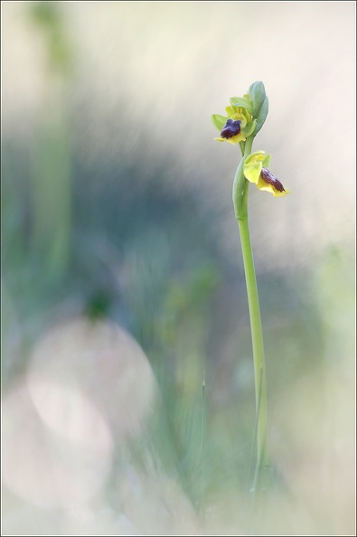 Ophrys lutea_13-04-17_039.jpg