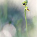 Ophrys lutea_13-04-17_039.jpg