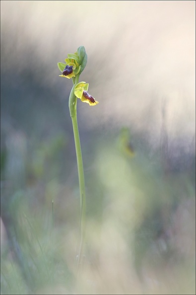 Ophrys lutea_13-04-17_043.jpg