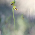 Ophrys lutea 13-04-17 043