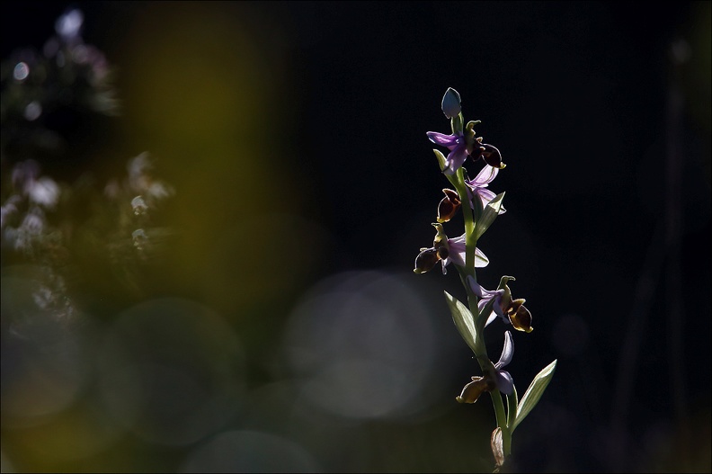 Ophrys scolopax_13-04-17_006.jpg