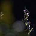 Ophrys scolopax_13-04-17_006.jpg