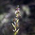 Ophrys scolopax 13-04-17 009