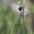Ophrys scolopax_13-04-17_021.jpg