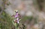 Ophrys scolopax 13-04-17 024