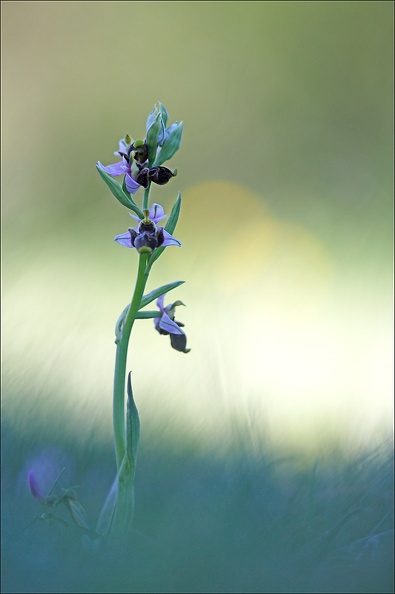 Ophrys scolopax_13-04-17_027.jpg