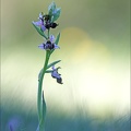 Ophrys scolopax_13-04-17_027.jpg