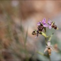Ophrys corbariensis 13-04-17 031