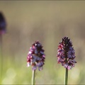 Orchis purpurea 13-04-17 004