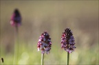 Orchis purpurea 13-04-17 004
