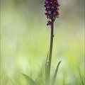 orchis purpurea 13-04-17 021