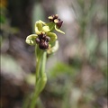 Ophrys bombyliflora 13-04-17 017