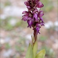 Himantoglossum robertianumVI.jpg