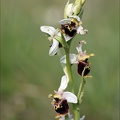 Ophrys fuciflora hypochrome