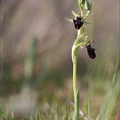 Ophrys incubacea 19-04-19 01