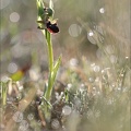 Ophrys incubacea_20-04-19_50.jpg