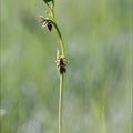 Ophrys insectifera