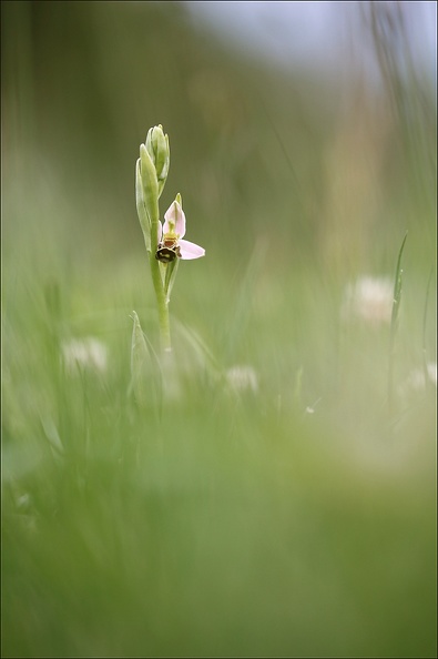 Ophrys apifera.jpg