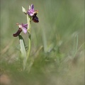 Ophrys drumana II.jpg