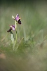Ophrys drumana II