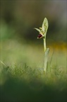 Ophrys arachn