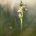 Ophrys arachnitiformis II