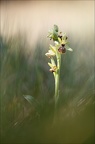 Ophrys arachnitiformis II