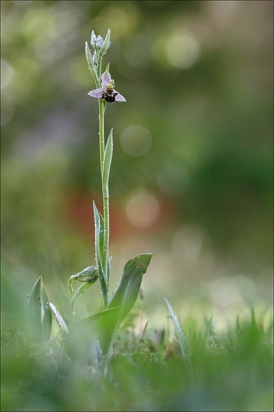 Ophrys apifera.jpg