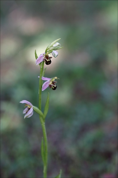 Ophrys apifera_07-05-20_021.jpg