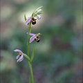 Ophrys apifera 07-05-20 021
