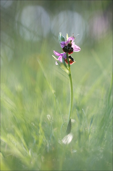 Ophrys fuciflora II.jpg