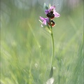Ophrys fuciflora II